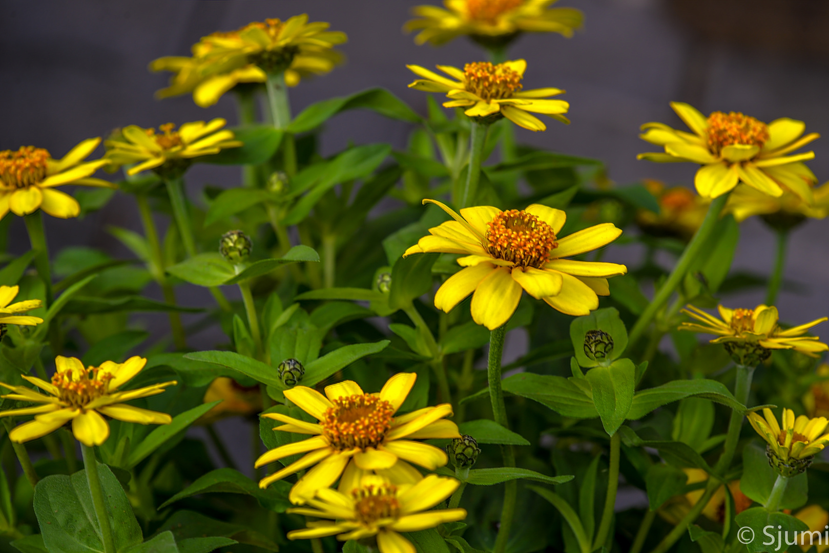 Zinnias