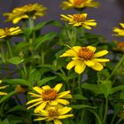 Zinnias