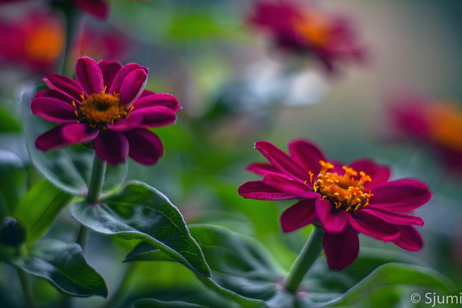 Zinnias