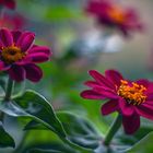 Zinnias