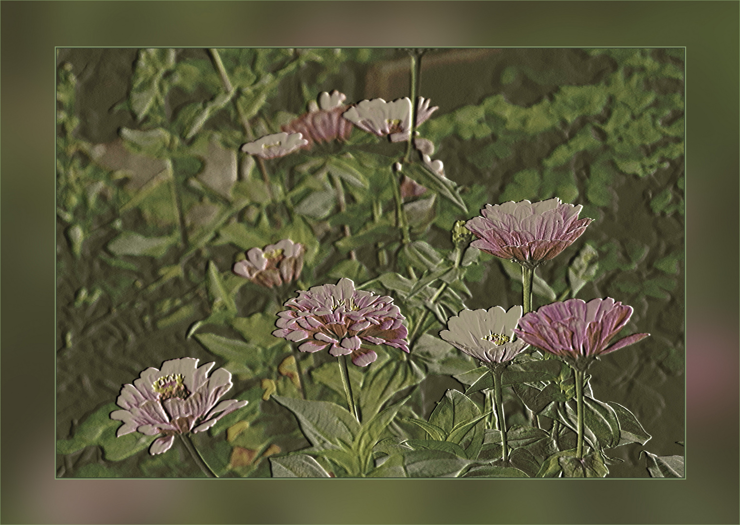 Zinnias 