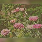 Zinnias 