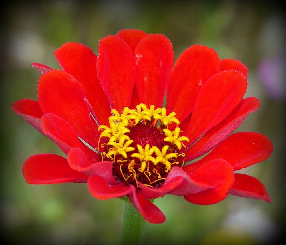 Zinnie Foto & Bild natur, blüten, zinnie Bilder auf