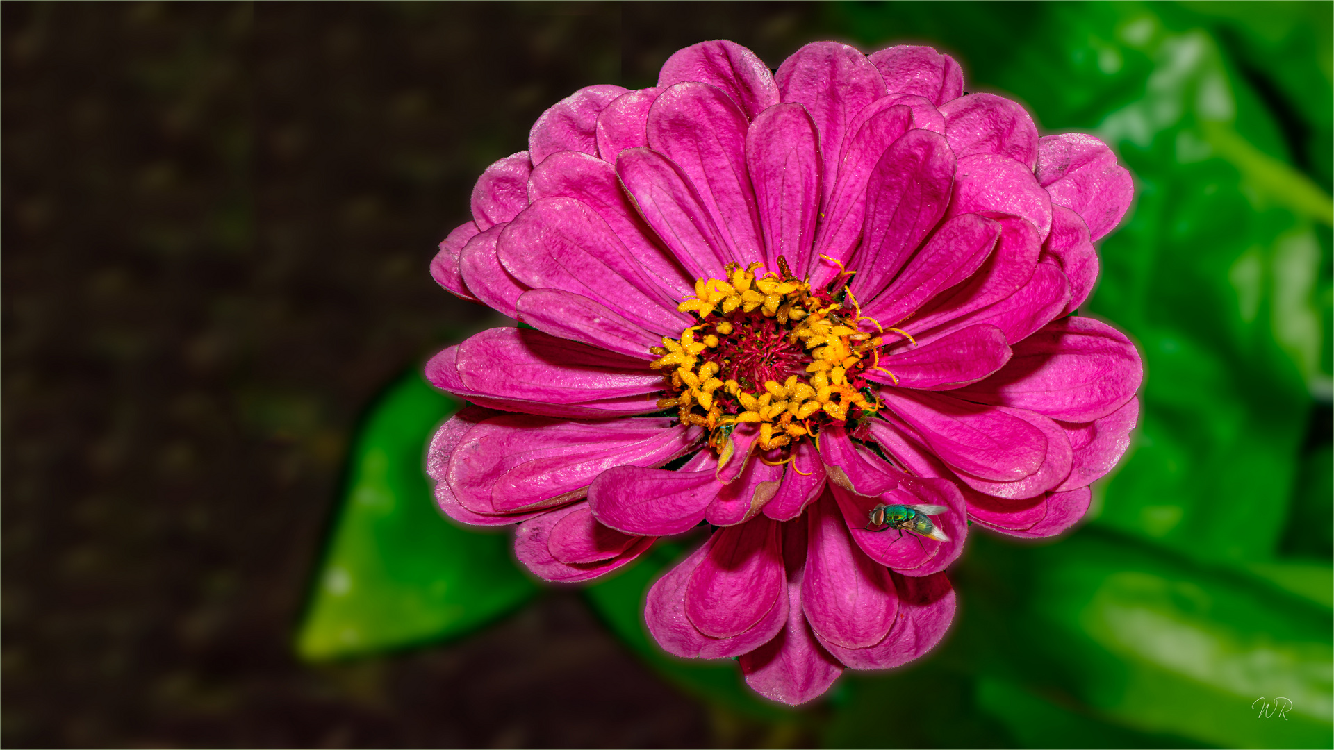 Zinnie Foto & Bild natur, kreativ, zinnie Bilder auf