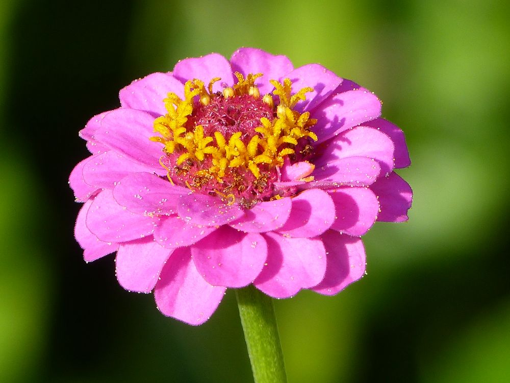 ZINNIE Foto & Bild pflanzen, pilze & flechten, blüten