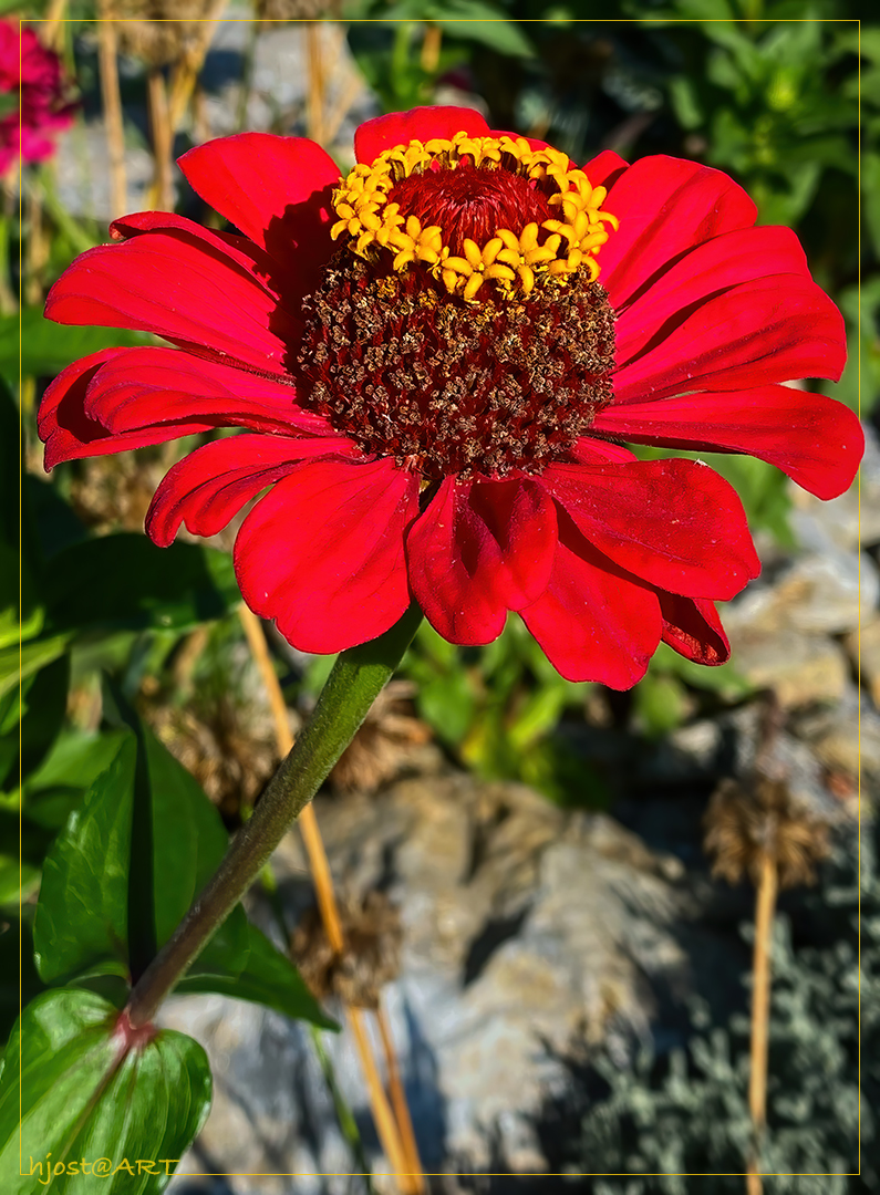 Zinnie im Sonnenlicht ...