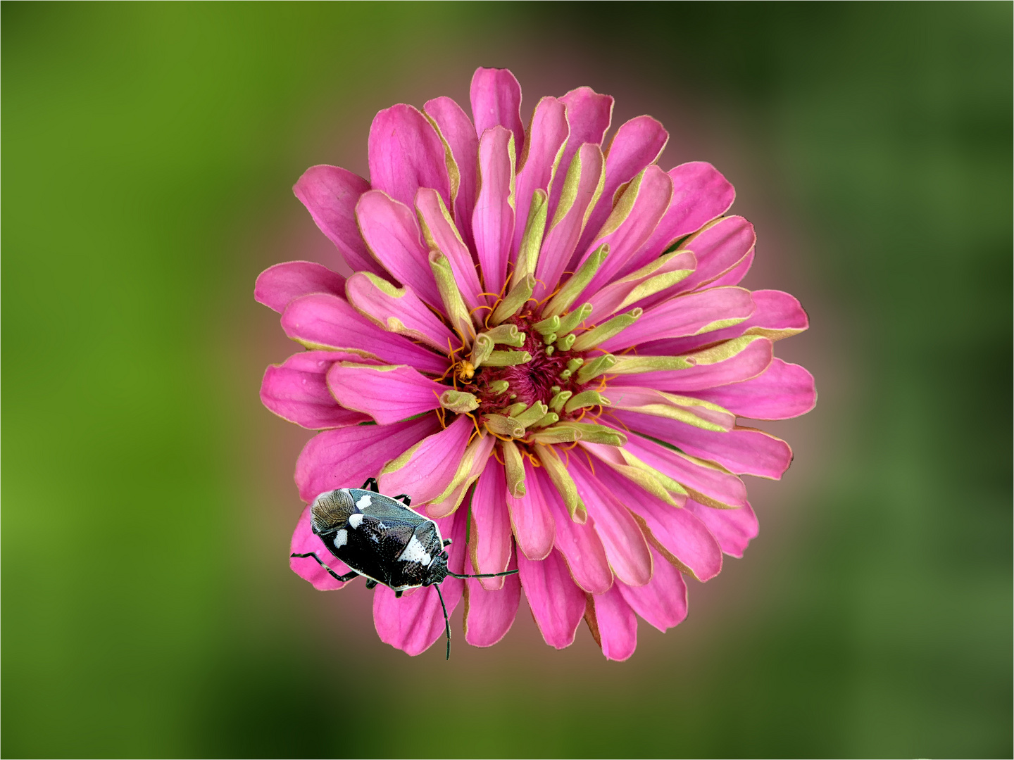 Zinnie mit Kohlwanze - ( Eurydema oleraceum - weiße Variante)