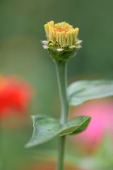 Zinnie (Zinnia elegans)