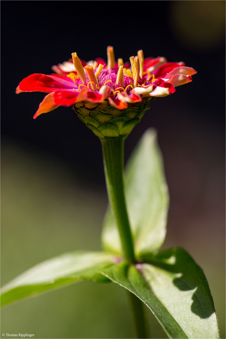 Zinnie (Zinnia elegans)