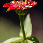 Zinnie (Zinnia elegans)