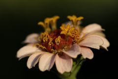 Zinnie (Zinnia Elegans)