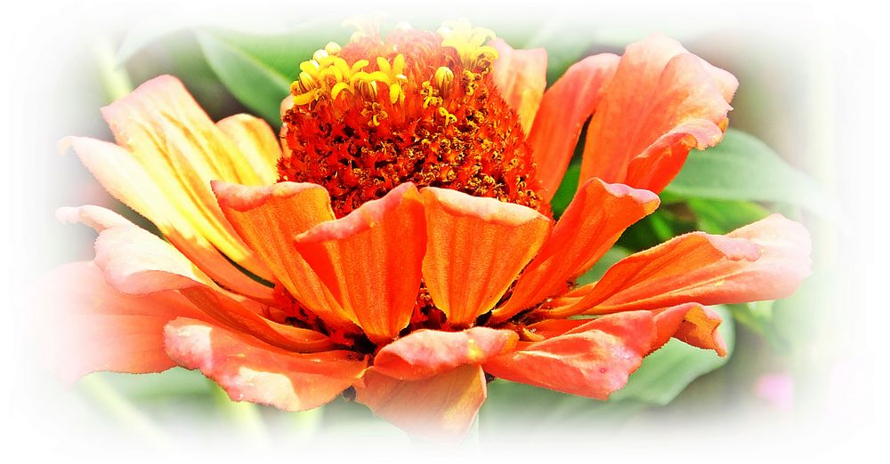 Zinnie   (Zinnia elegans)