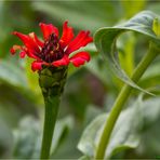 Zinnie (Zinnia peruviana).