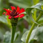 Zinnie (Zinnia peruviana).