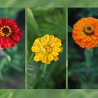 Zinnien