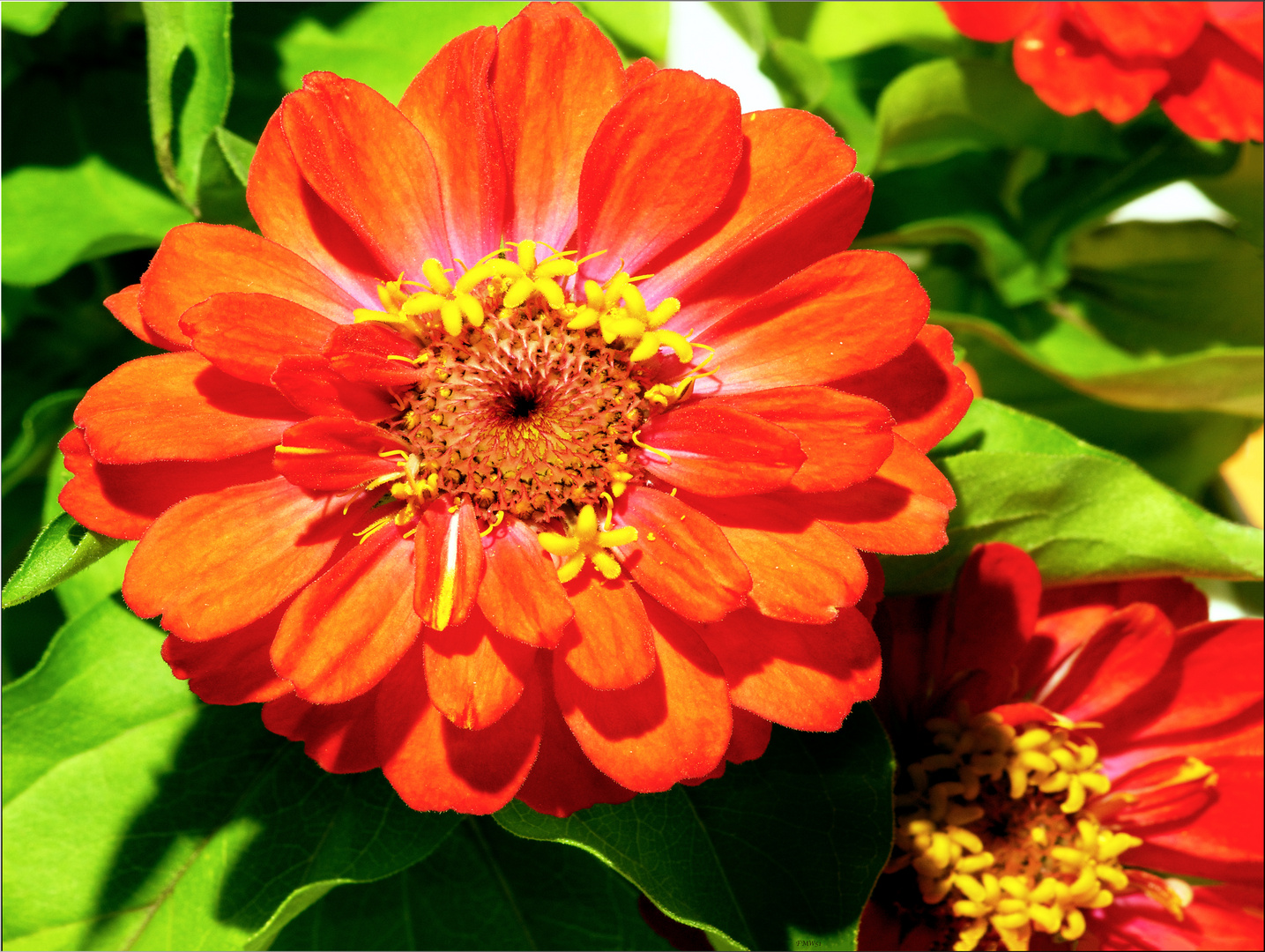 Zinnien (2)