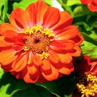 Zinnien (2)