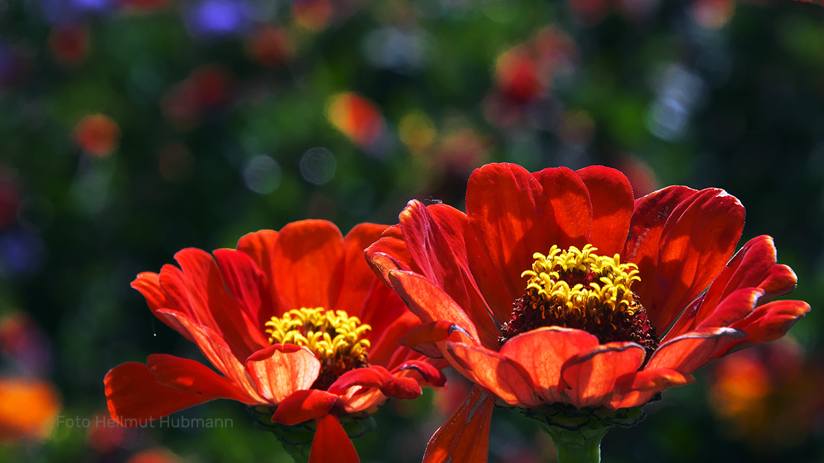 ZINNIEN #2