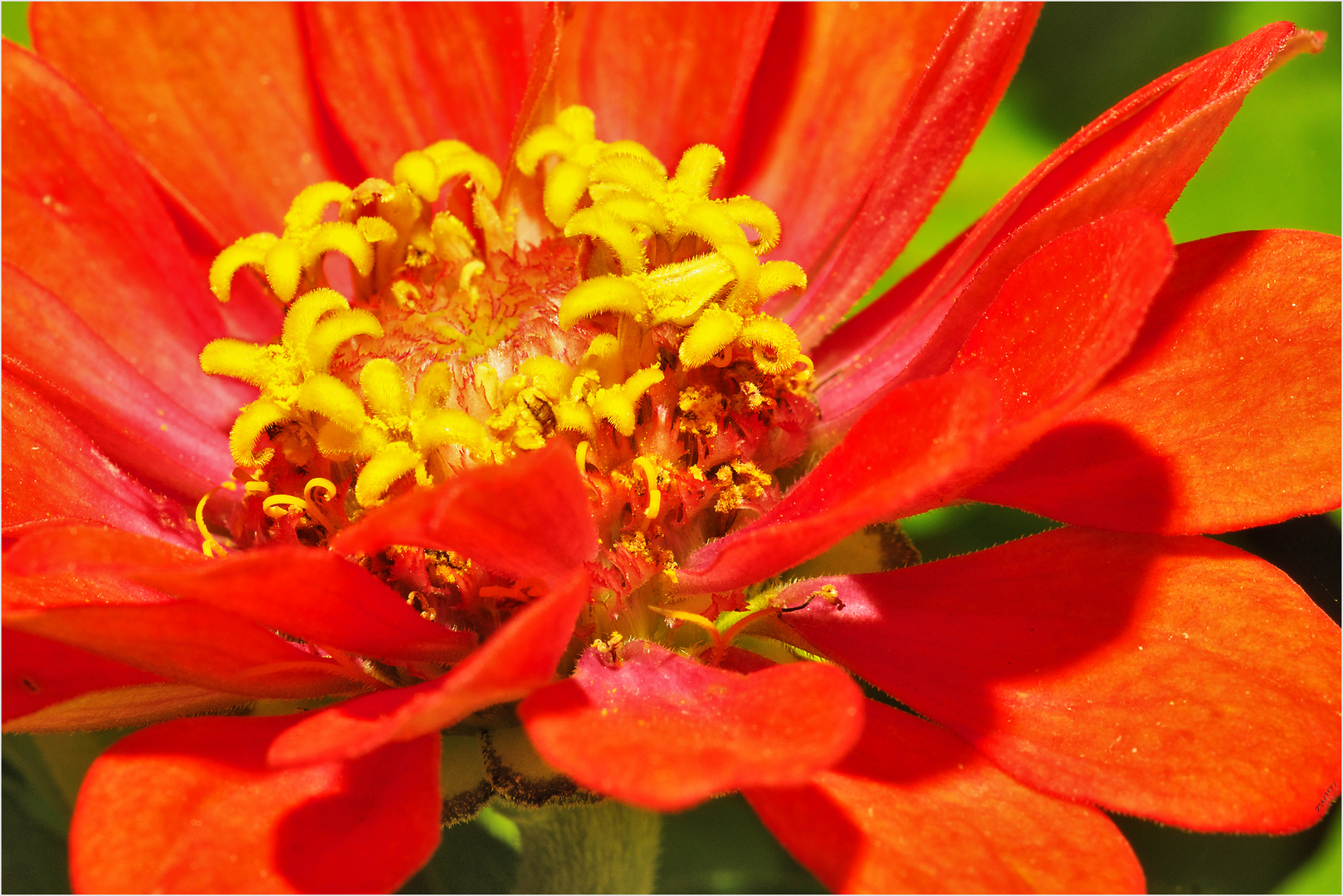 Zinnien (3)