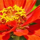 Zinnien (3)