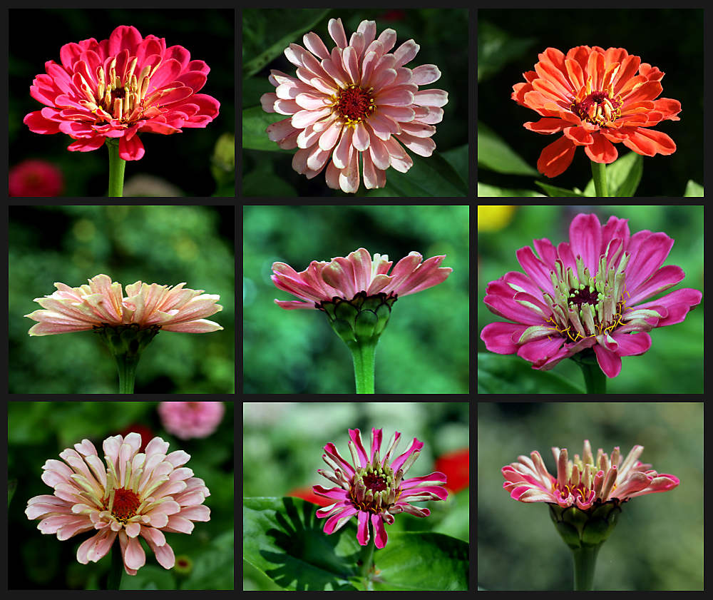 Zinnien