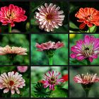 Zinnien