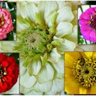 Zinnien