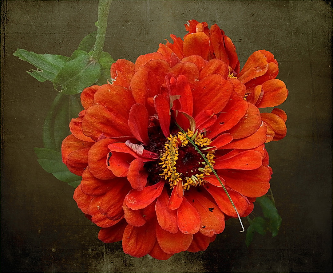 Zinnien