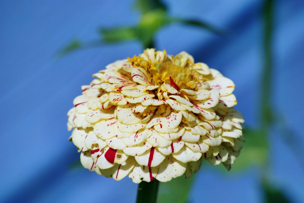 Zinnien