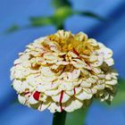 Zinnien