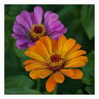 Zinnien 