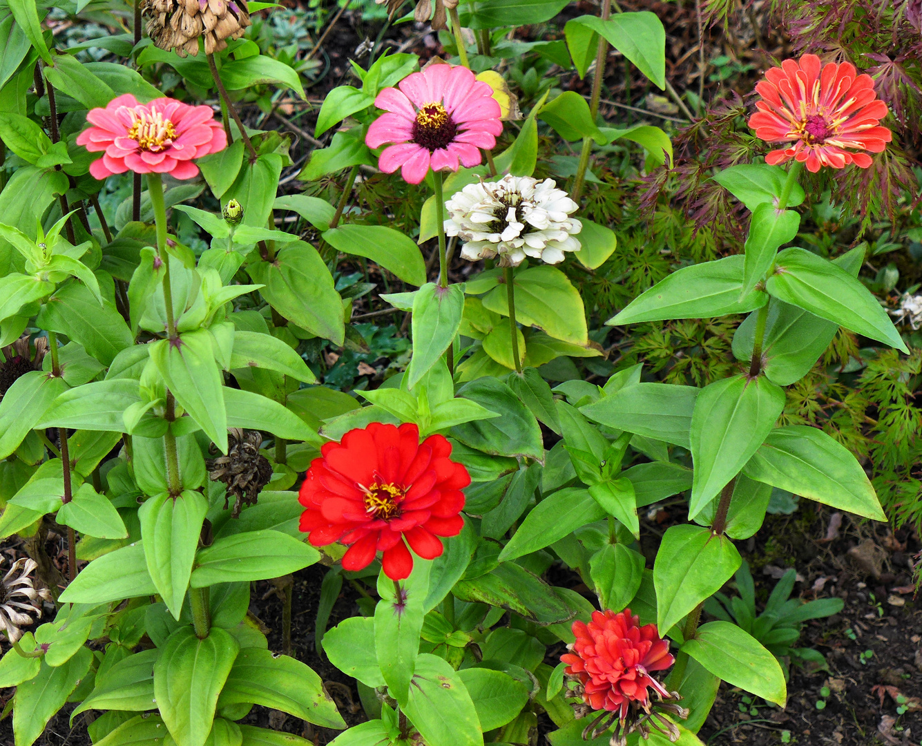 Zinnien