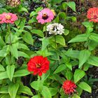 Zinnien