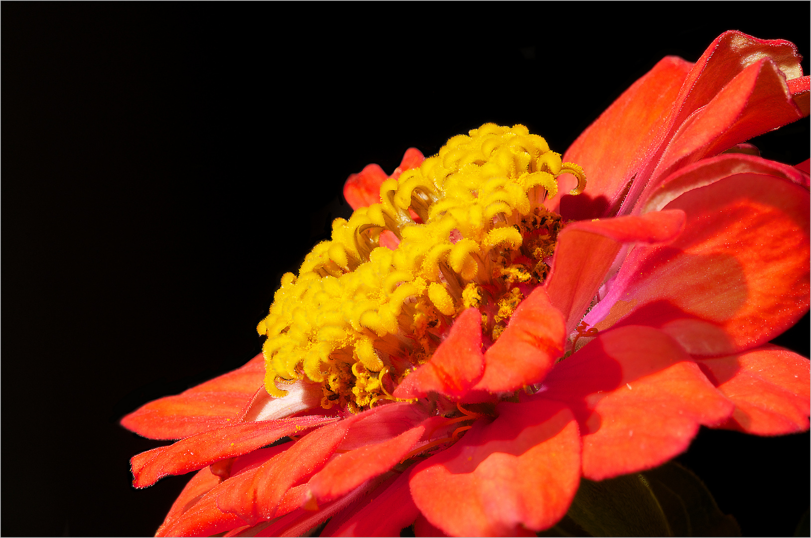 Zinnien (8)