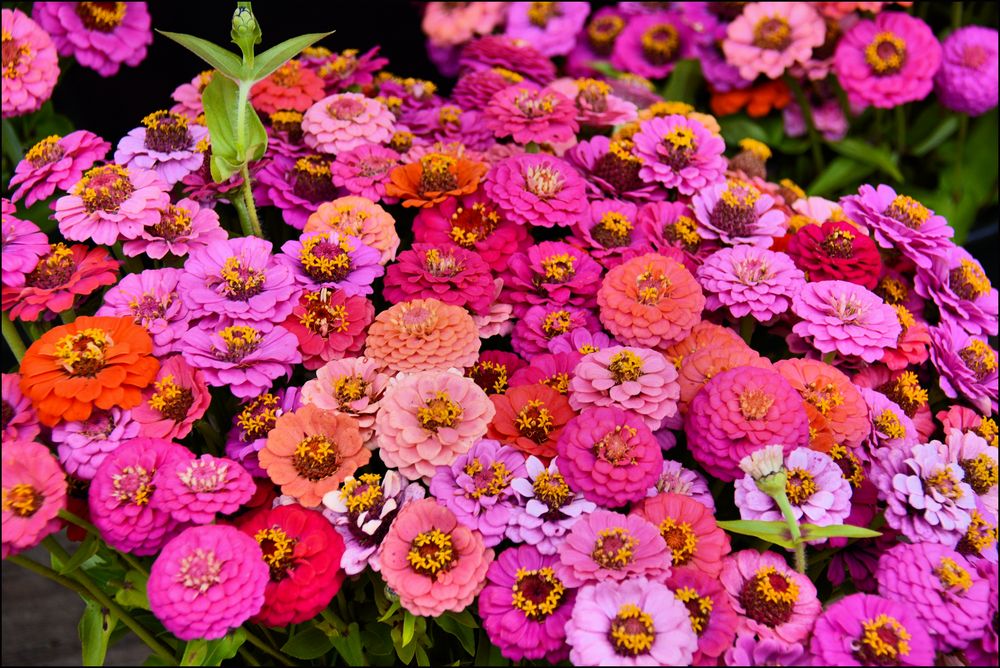 Zinnien..