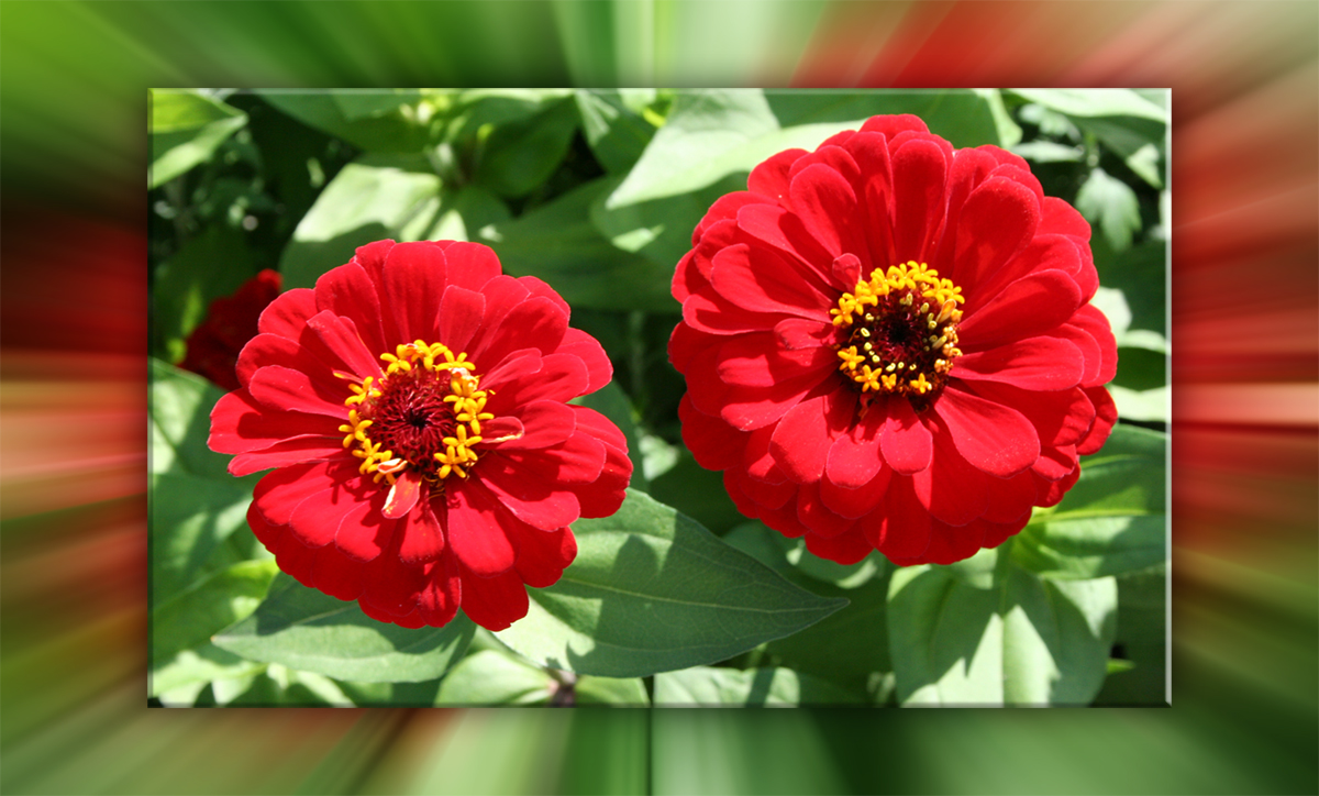 Zinnien