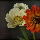 ~~Zinnien~~