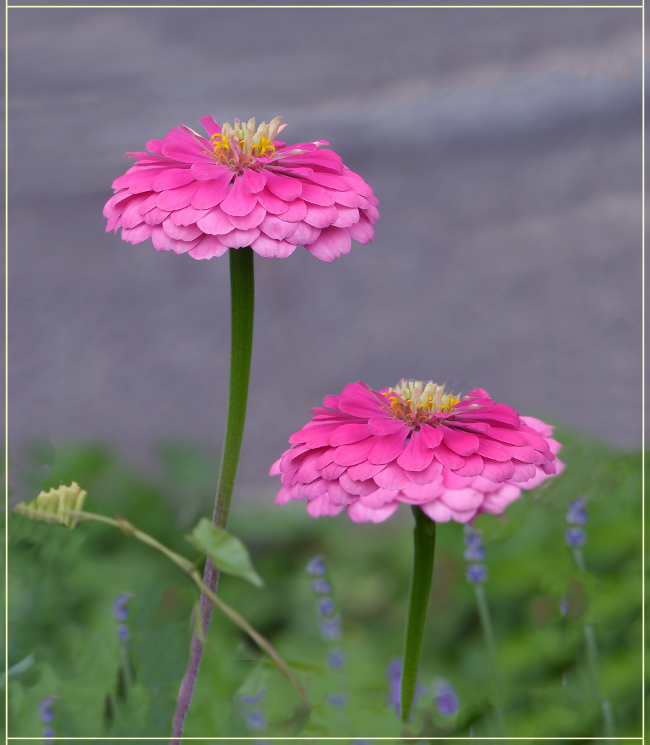 Zinnien