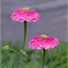 Zinnien