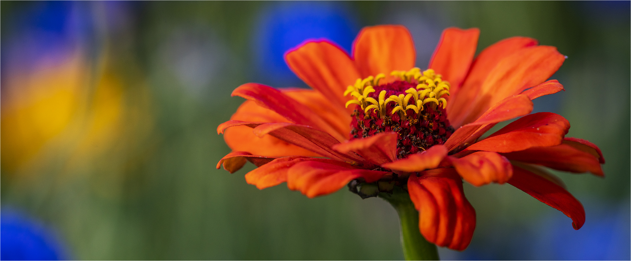 … Zinnien-Beauty …