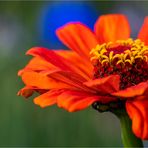 … Zinnien-Beauty …