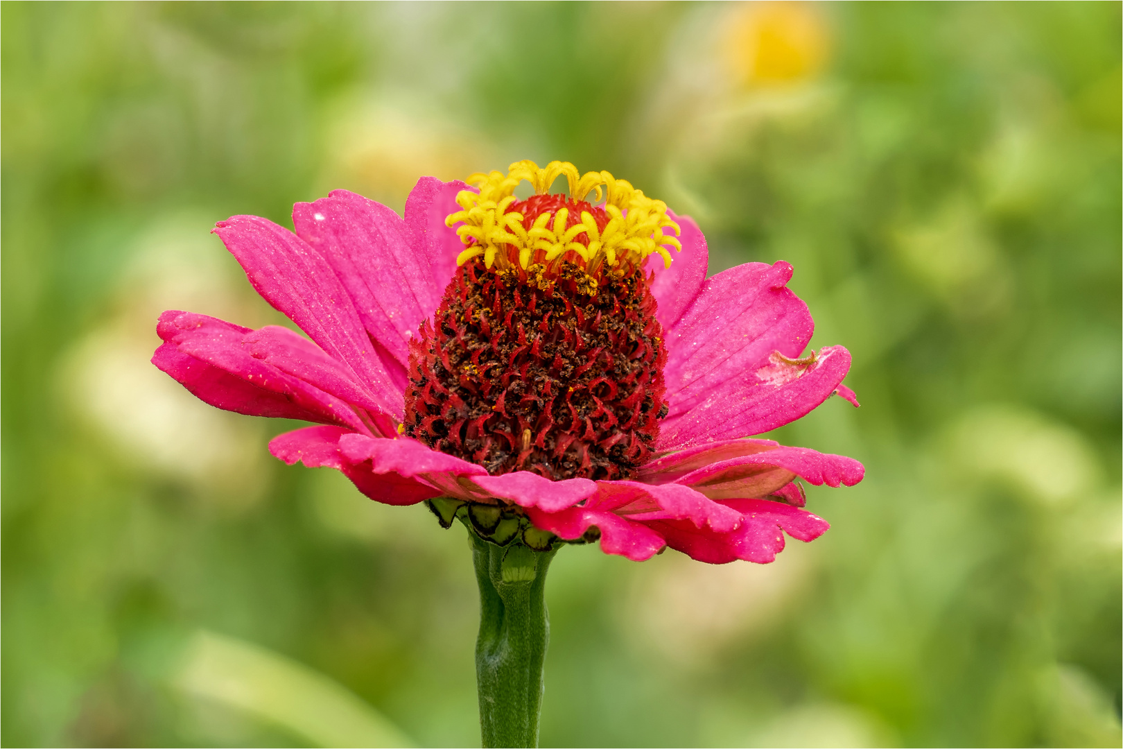 Zinnien - Blüte  .....