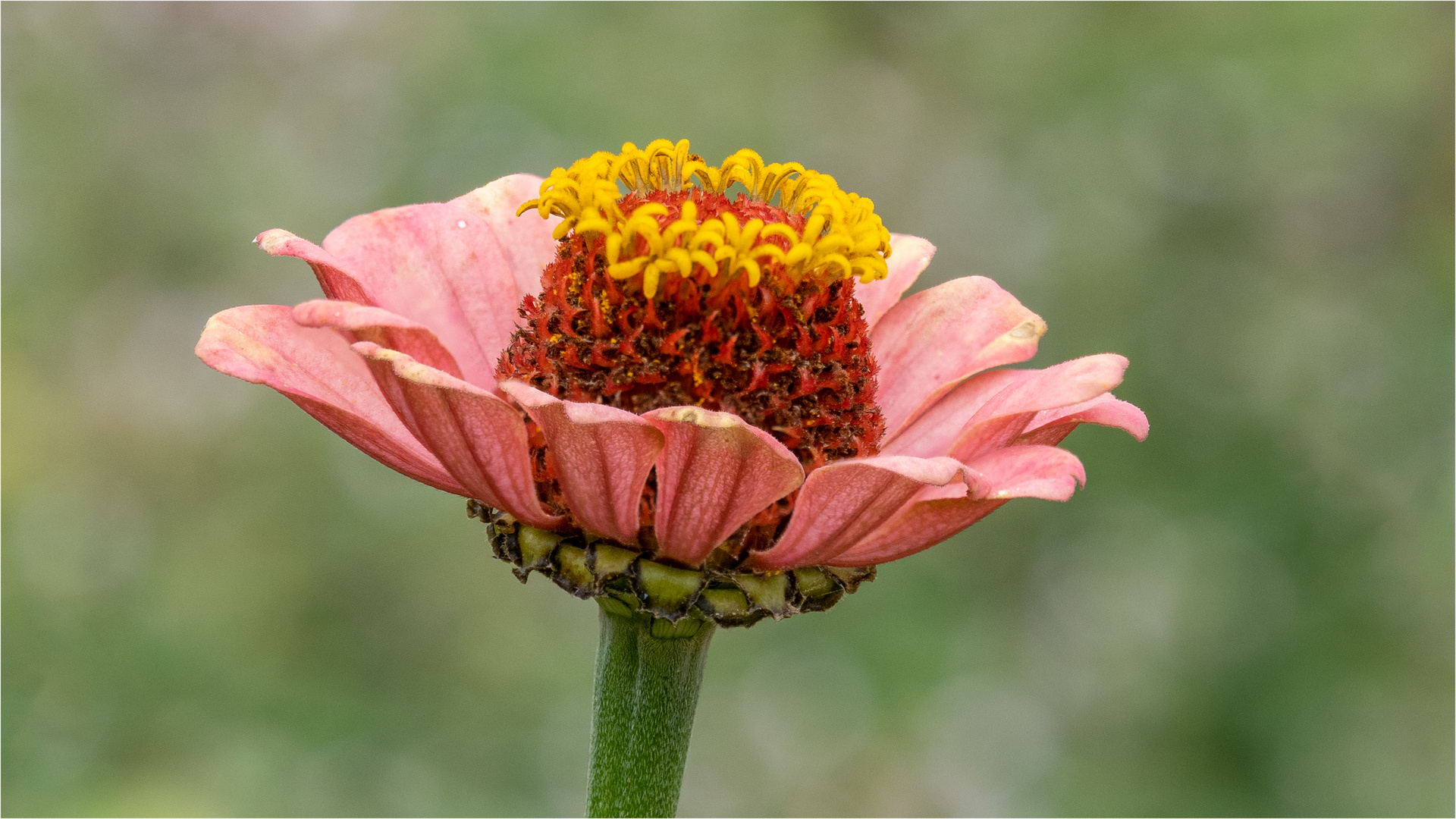 Zinnien - Blüte  .....