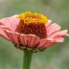 Zinnien - Blüte  .....