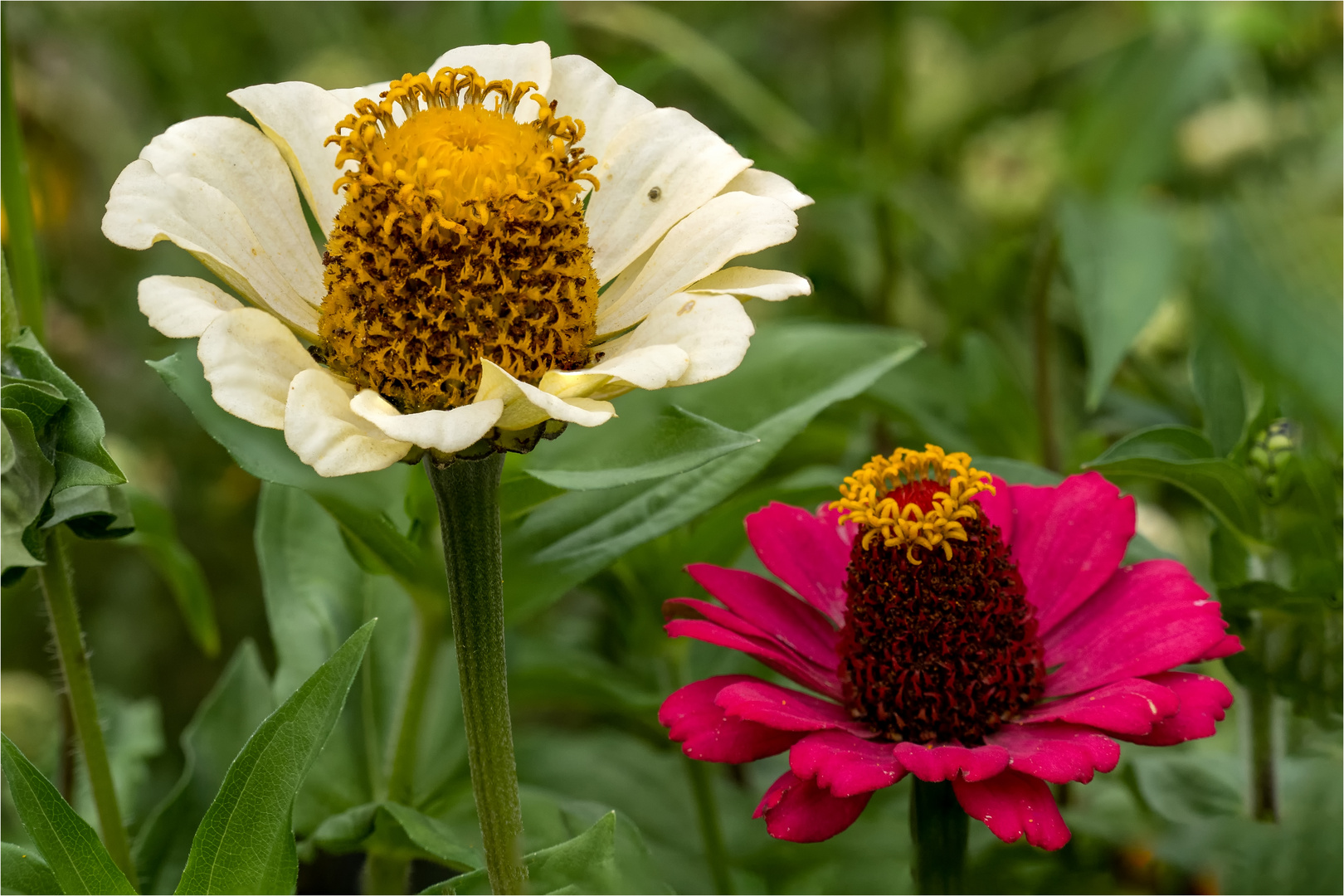 Zinnien Blüten  .....