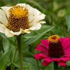 Zinnien Blüten  .....