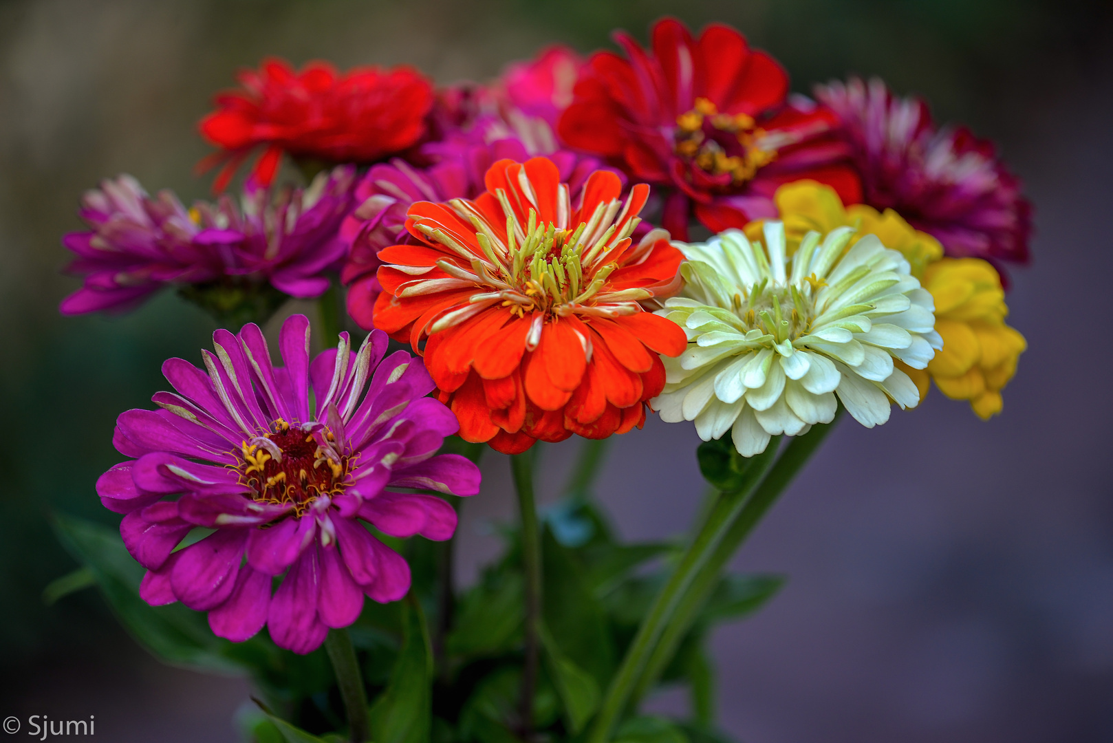 Zinnien Blütenzauber