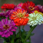 Zinnien Blütenzauber