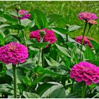 Zinnien