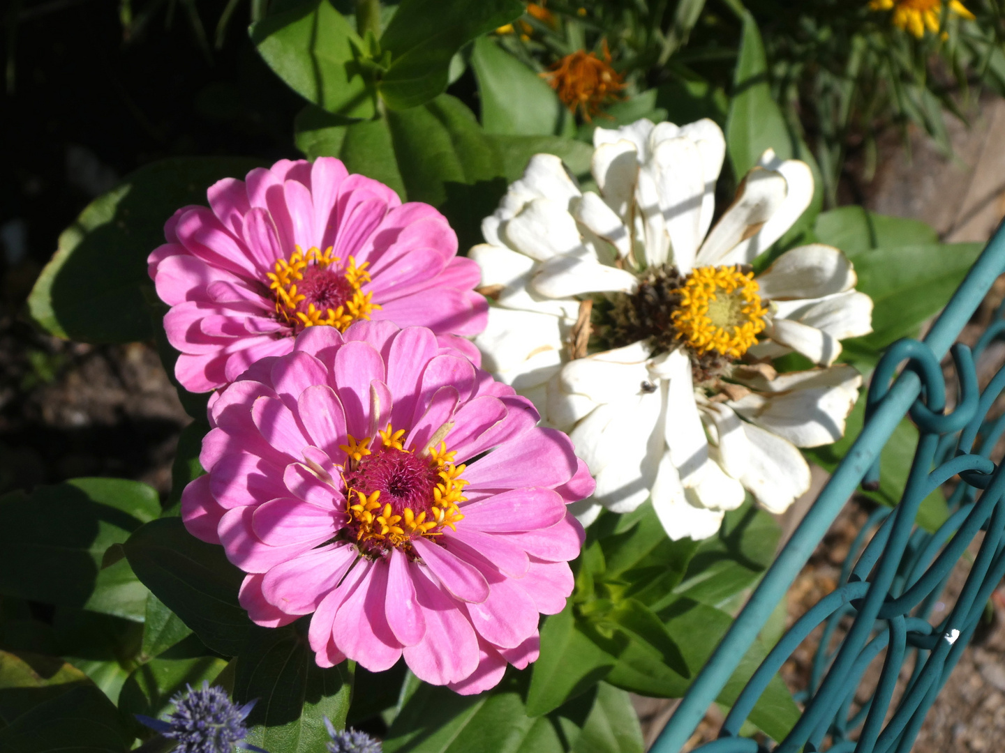 Zinnien